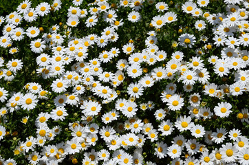 Summer background with chamomile field