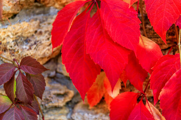 Bright red autumn leaves of the maiden grapes descend down on a stone wall. Natural background.