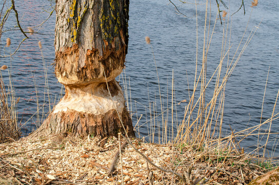 A tree nibbled to the ground with a beaver, which will soon collapse.
