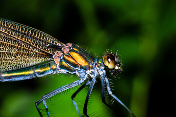 Magnificent animal