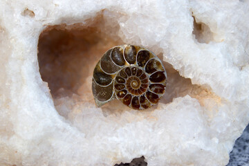 Ammonite in clear fluorite (3)