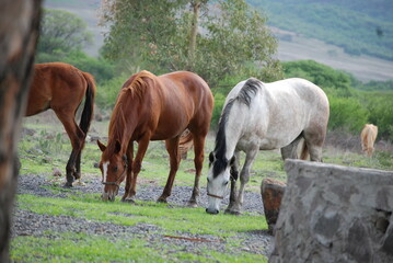 two horses grazing in a meadow