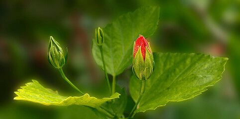 red poppy flower