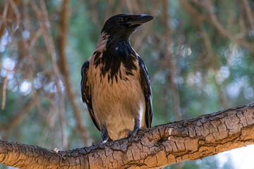 crow on tree