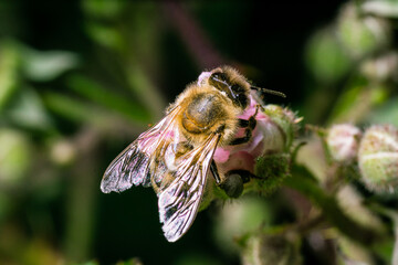 Hard working bee