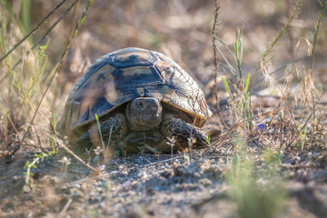 Hermann's tortoise (Testudo hermanni) on its natural grassy environment