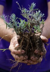 Sprig of Lavender held in a male gardeners hand,