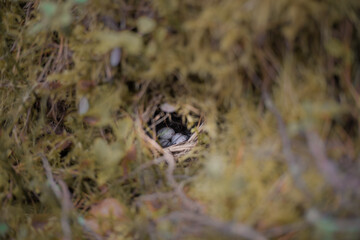 Bird nest in the forest