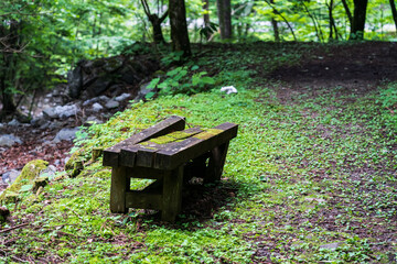 この写真は緑の森に佇む一つのベンチの写真です。
