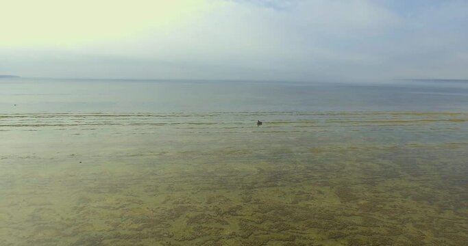 Bald Eagle (Haliaeetus leucocephalus) Bird of Prey found in North America Standing on a Rock in the Bay