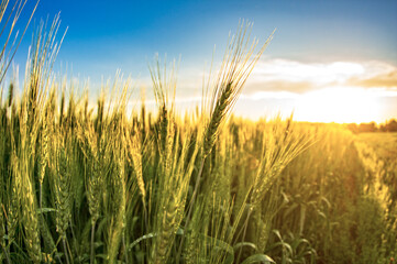 Sunshin and wheat fields.