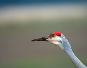 Side view of sand hill crane neck and head - 362684849