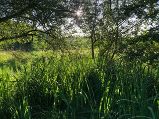 Nature - Grass