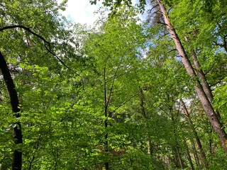 Obraz premium Baumgipfel