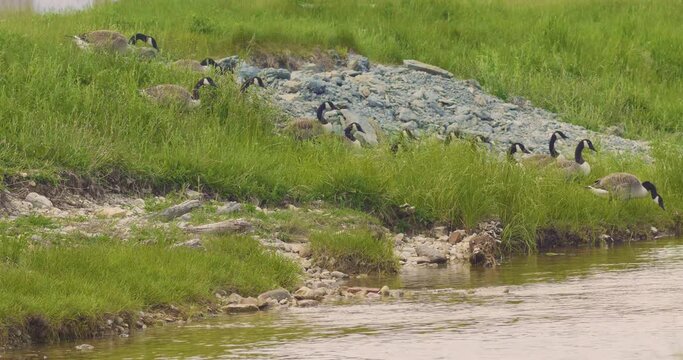 Canada Geese Flock (Branta canadensis) Large Black Wild Goose Species Walk in a Meadow
