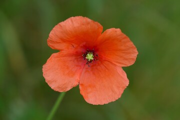 Close up of a single orange flower in a field,