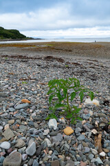 Tomate Pflanze wächst wild am Strand bei ORD, Isle of Skye