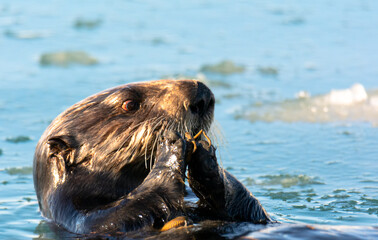 Sea otter with blood shot eye eating a crab - 362686806