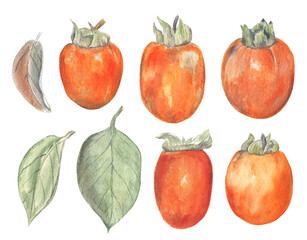Set of five persimmons and leaves. Bright and shiny watercolor illustration of this healthy and juicy fruit, isolated on white background. 
