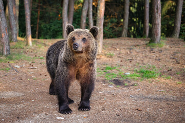 Obraz premium European Brown Bear in a forest landscape. Cute forest animals.