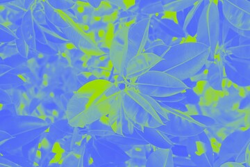 Fototapeta na wymiar Floral background, green blue abstract background with ficus leaves pattern