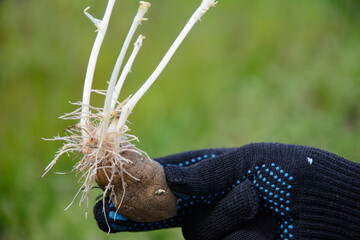 Potato with sprouts prepared for planting in the ground.