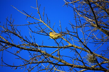 Yellow Bird 1