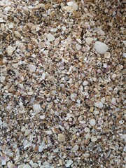 shells on the beach