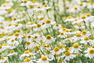 Wild Chamomile flowers growing on meadow. Close up of wild herbal flowers.