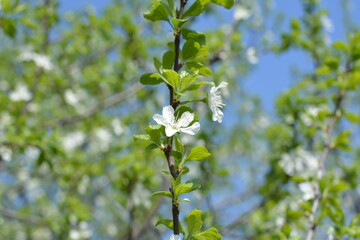 tree, spring, blossom, flower, nature, white, flowers, branch, sky, cherry, bloom, green, apple, plant, blue, blooming, garden, leaf, beauty, season, leaves, plum, blossoming, petal, beautiful