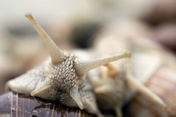 Macro photo of a grape snail muzzle outdoors