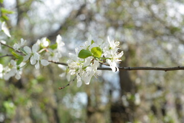 tree, spring, blossom, flower, nature, white, flowers, branch, sky, cherry, bloom, green, apple, plant, blue, blooming, garden, leaf, beauty, season, leaves, plum, blossoming, petal, beautiful