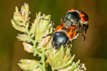 Cockchafer Mating (Maybug or doodlebug).