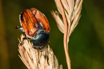 Cockchafer (Maybug or doodlebug) on the stem.