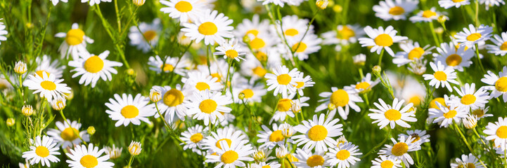 Wild chamomile oxeye daisy meadow background. Nature pattern