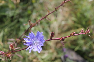 Cichorium