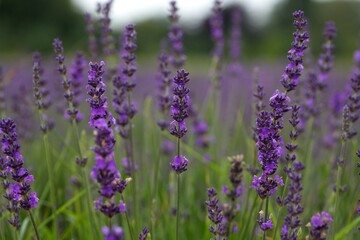 Close up of lavender growing in a field