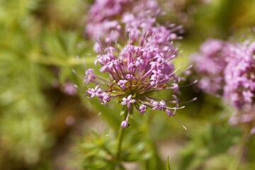 Flower of a Caucasian crossword, Phuopsis stylosa