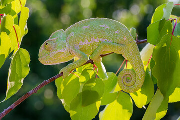 Camouflaged green chameleon behind the leaves in a natural environment.