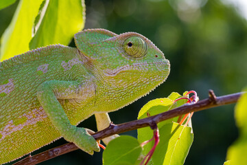 chameleon on a branch