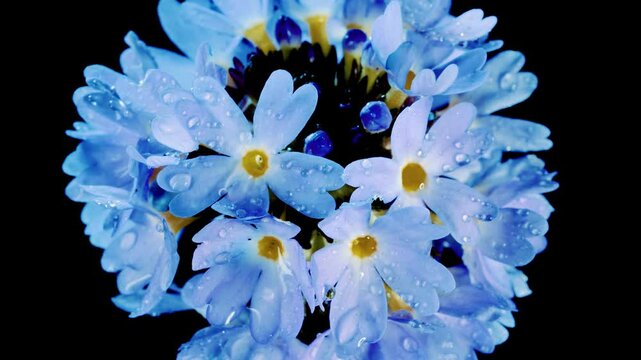 Blue flower of primrose , isolated on black background.