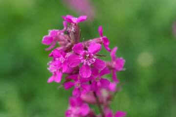 Flower of the pink Dianthus petraeus