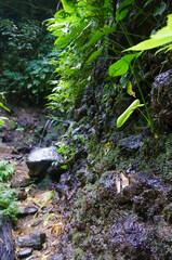 green moss on the rocks in the forest