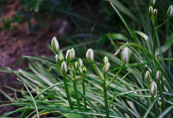 Ornithogalum plant with the image of white hyacinths. The botanical family of ornithogalum is lily. Morphology buds, lily family. Early spring and flowers