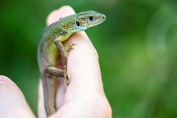 Green lizard on hand close-up, summer and green tall grass, wild nature