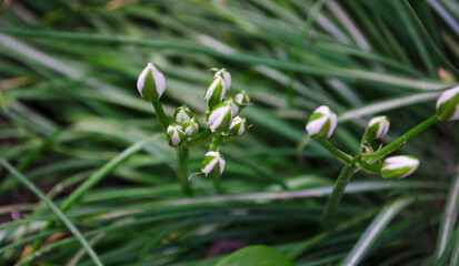 Ornithogalum plant with the image of white hyacinths. The botanical family of ornithogalum is lily. Morphology buds, lily family. Early spring and flowers
