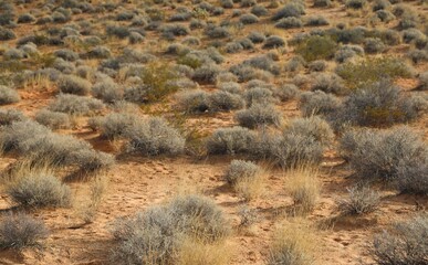 Native desert plants on the prairie 