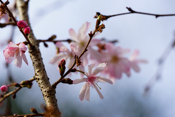 十月桜の花