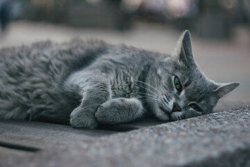 a gray furry cat with green eyes is lying on a bench in the Park. Concept of animal protection