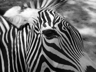 Obraz na płótnie Canvas Close-up Portrait Of A Zebra